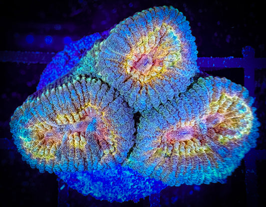 WYSIWYG Pretty Favia or Micromussa 13C1
