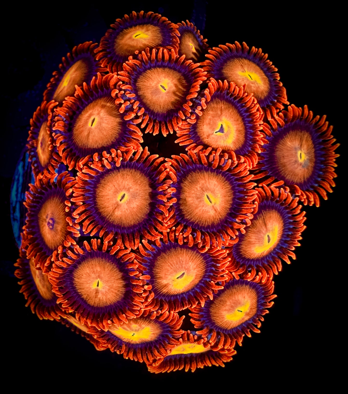 WYSIWYG Angry Birds Zoanthids Colony 11A1