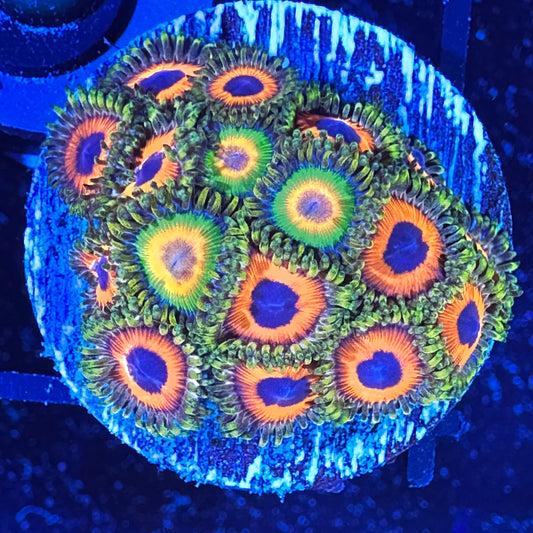 WYSIWYG JF Jungle Juice & Rastas Zoanthids Combo 11A1