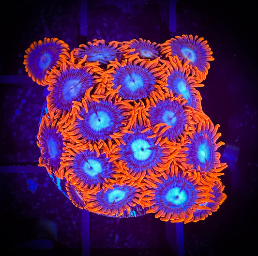 WYSIWYG Fire and Ice Zoanthids Large Frag 11A2