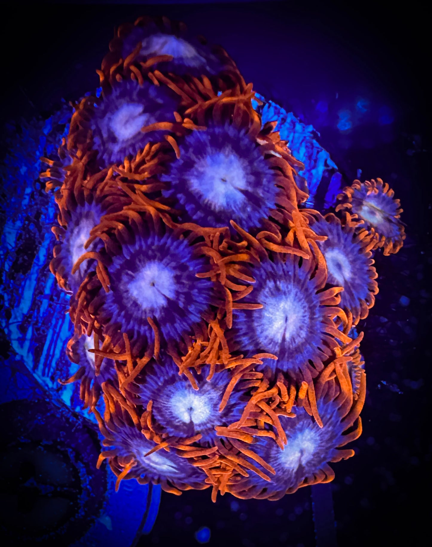 WYSIWYG Fire and Ice Zoanthids Frag 11A4