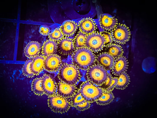 WYSIWYG Scrambled Eggs Zoanthids Large Frag 11A4