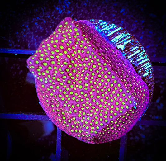 WYSIWYG WWC Electric Daisy Stylocoeniella 11B1