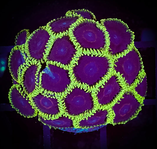 WYSIWYG Jokers Zoanthids Large Frag 01D1