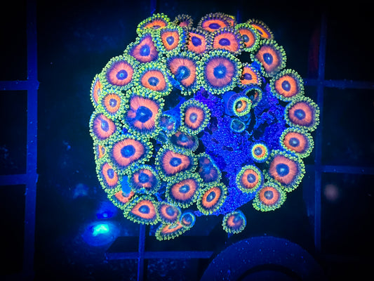 WYSIWYG Whammin Watermelon Zoanthids Frag 01F2