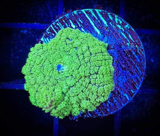 WYSIWYG Neon Green Rhodactis Mushroom 11B3