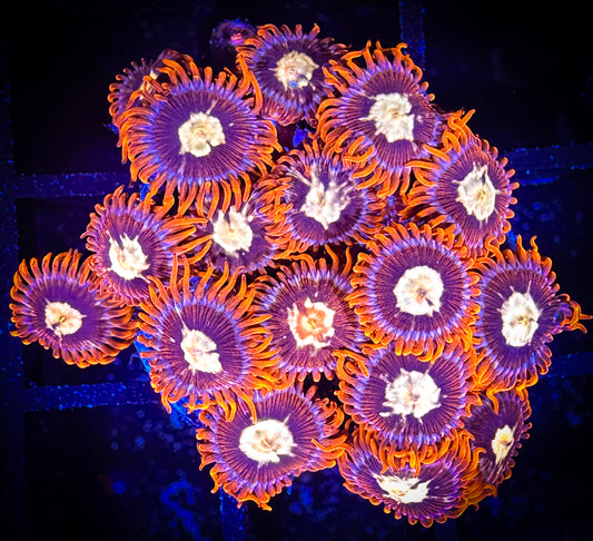 WYSIWYG GC Goldeneye Zoanthids 11B3