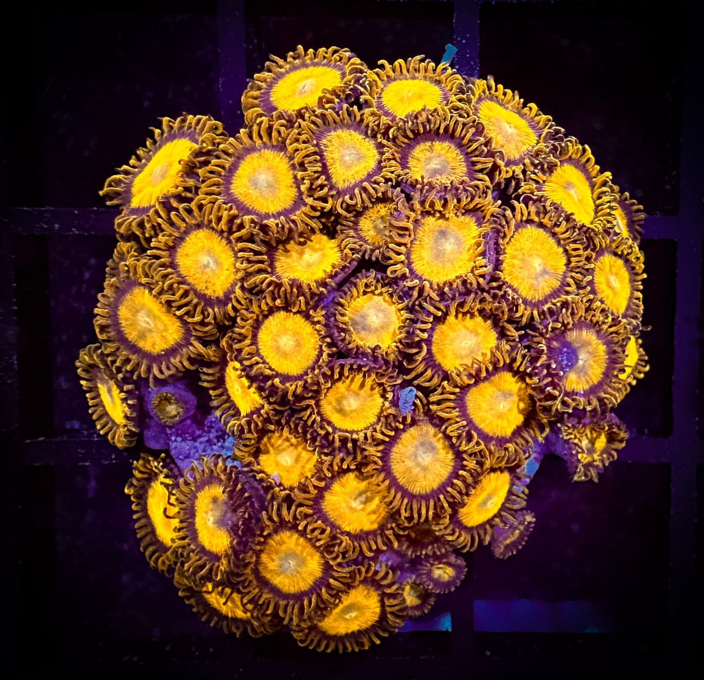 WYSIWYG King Midas Zoanthids Colony 11B3