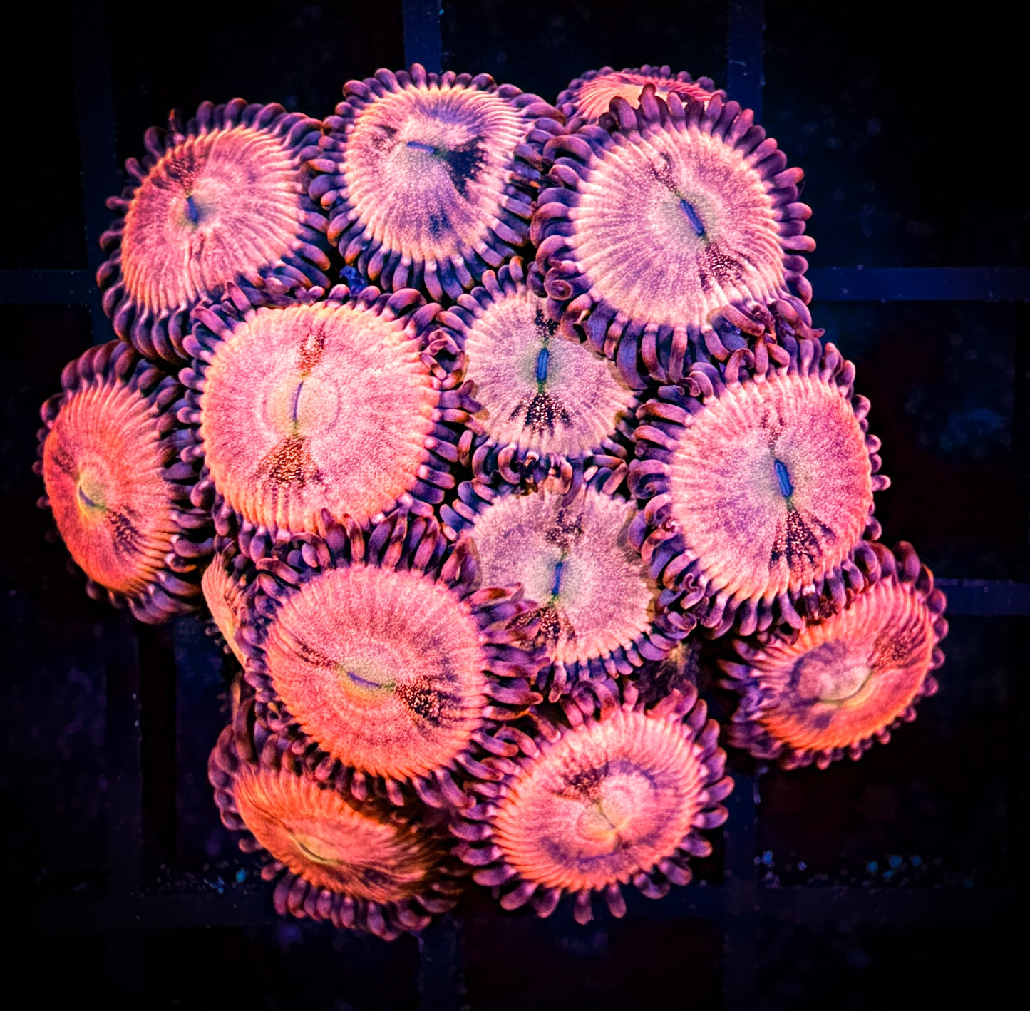 WYSIWYG WWC Halle Berry Zoanthids Large Frag 11C2