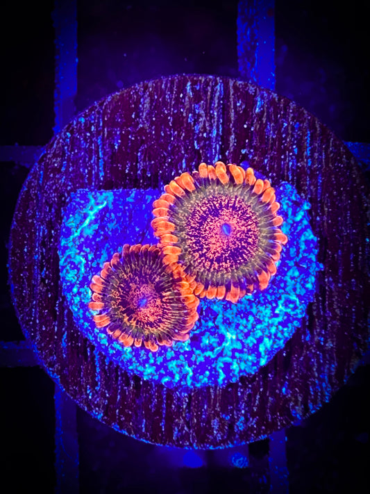 WYSIWYG Speckled Krak Zoanthids 04E1