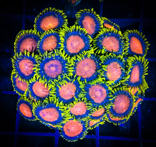 WYSIWYG Dragon Eye Zoanthids Colony 11C3