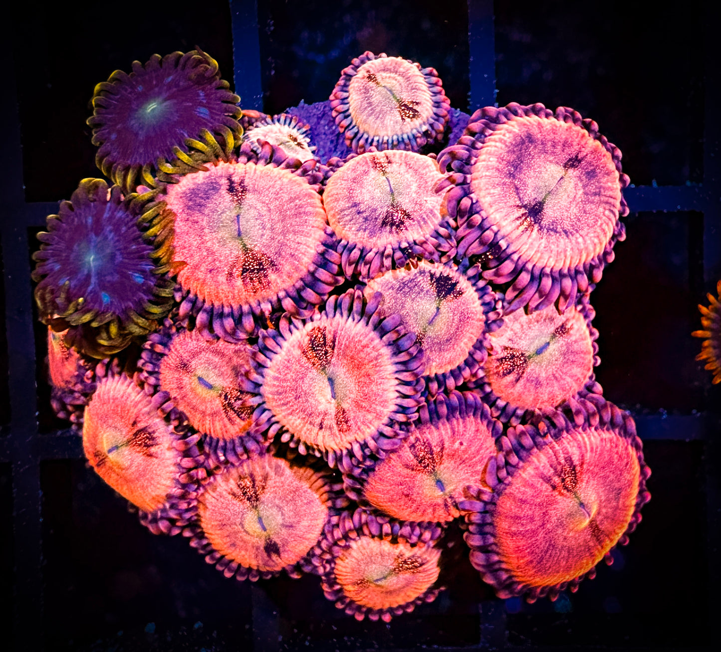 WYSIWYG WWC Halle Berry Zoanthids & Blue Horizon Combo Large Frag 11C3