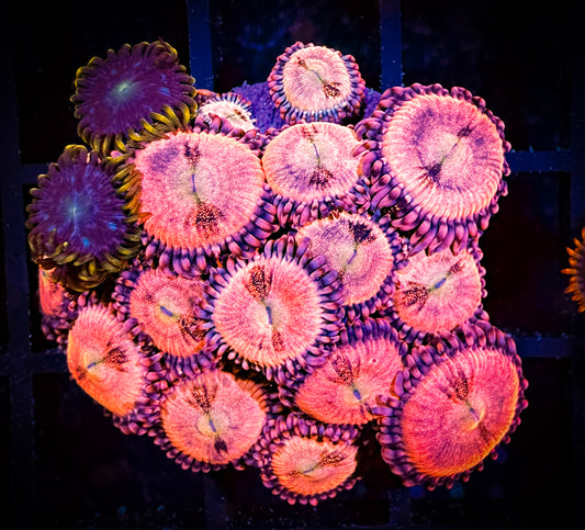 WYSIWYG WWC Halle Berry Zoanthids & Blue Horizon Combo Large Frag 11C3