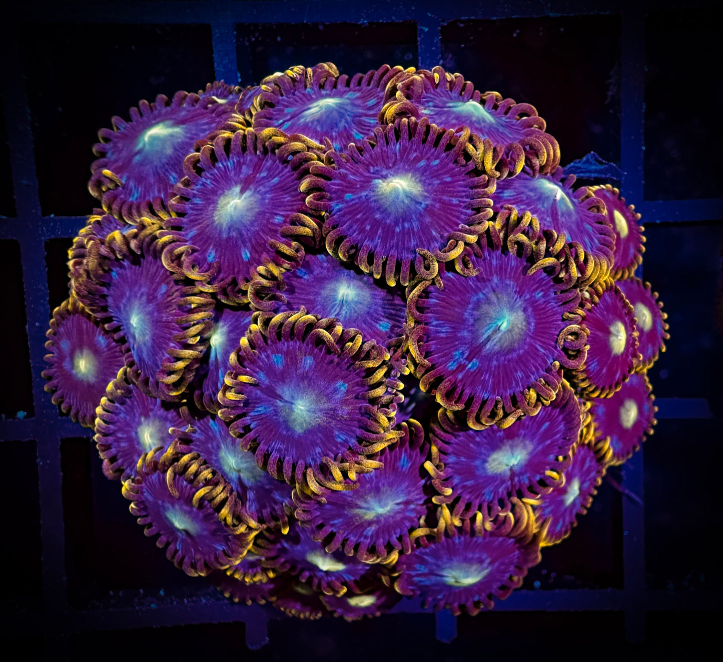 WYSIWYG Blue Horizons Zoanthids Colony 11C4