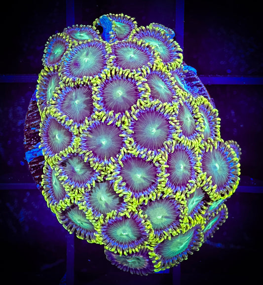 WYSIWYG Radioactive Dragon Eyes Large Frag 14F2