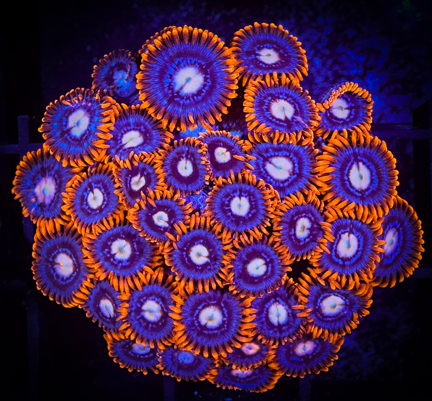 WYSIWYG ECC Snitches Zoanthids Colony 04B3