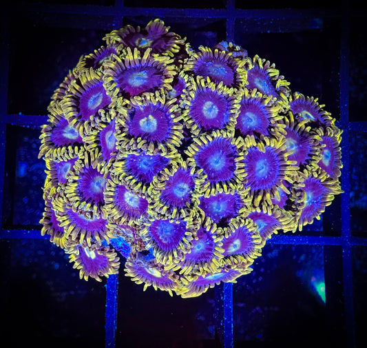 WYSIWYG Blueberry Fields Zoanthids 11D2