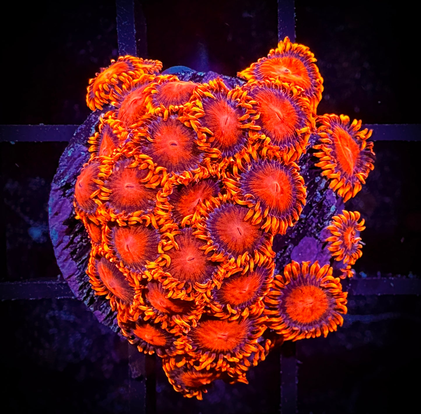 WYSIWYG Bam Bams Zoanthids Large Frag 11D2