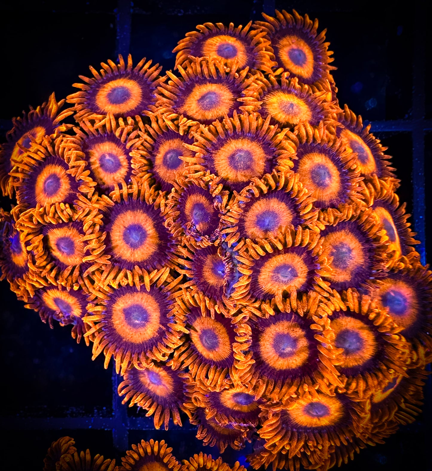 WYSIWYG CB Orange Hornets AKA Oxides Zoanthids Colony 11D4