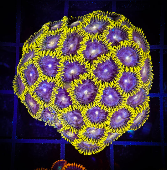 WYSIWYG Evil Mel's Green Skirt Zoanthids Colony 11D4