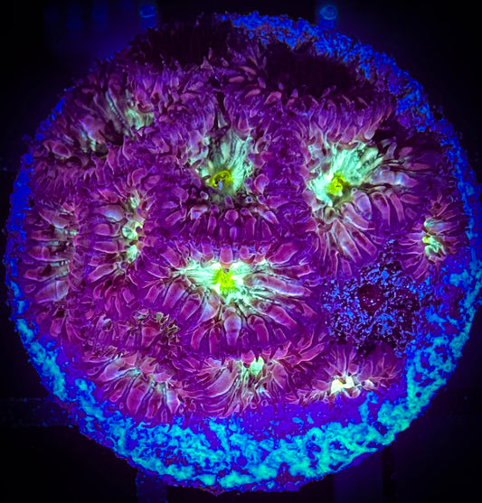WYSIWYG Purple Blastomussa Merleti 11D4