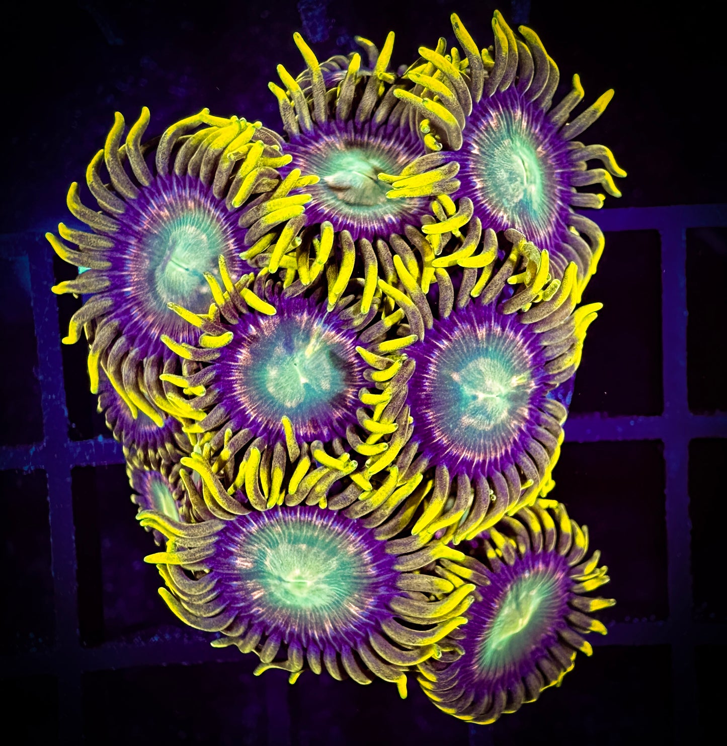 WYSIWYG Red Ring Radioactive Dragon Eye Zoanthids Frag 11E1