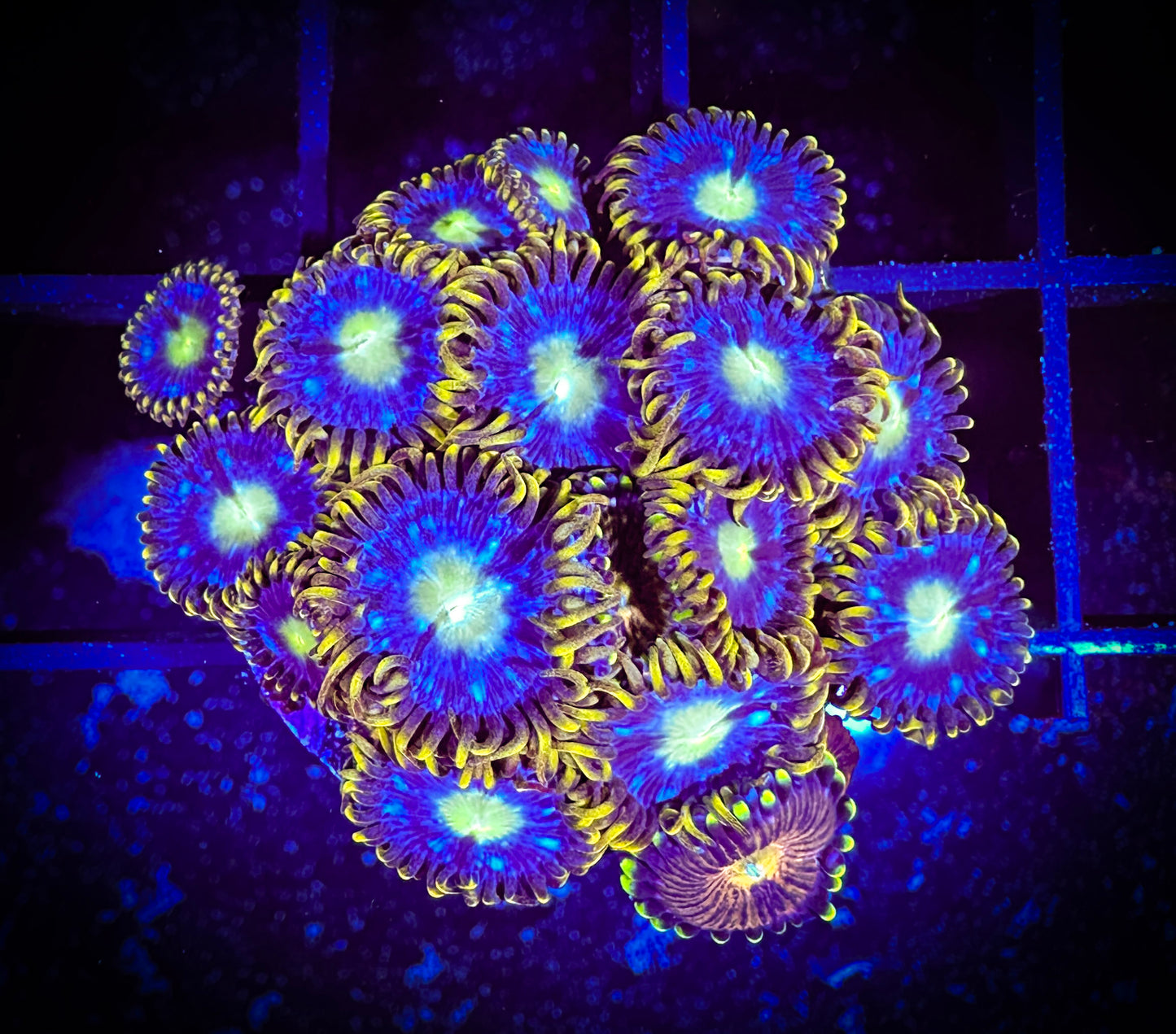 WYSIWYG Blue Horizons Zoanthids 05E4