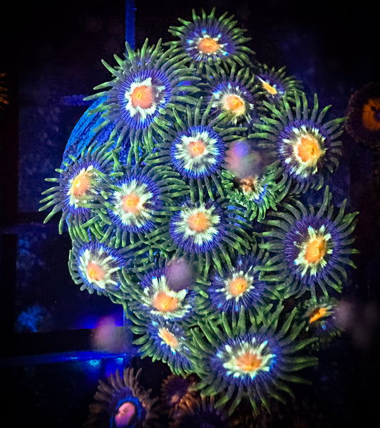 WYSIWYG JF Stargazer Zoanthids Large Frag 01F4