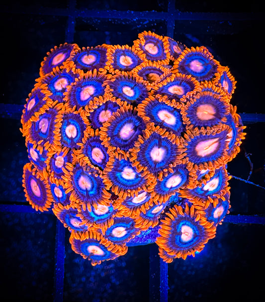 WYSIWYG GC Pink Eyes Zoanthids Mini Colony 11E3