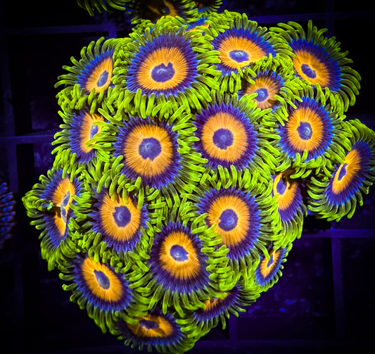 WYSIWYG Super Sunflower Zoanthids Colony 11E4