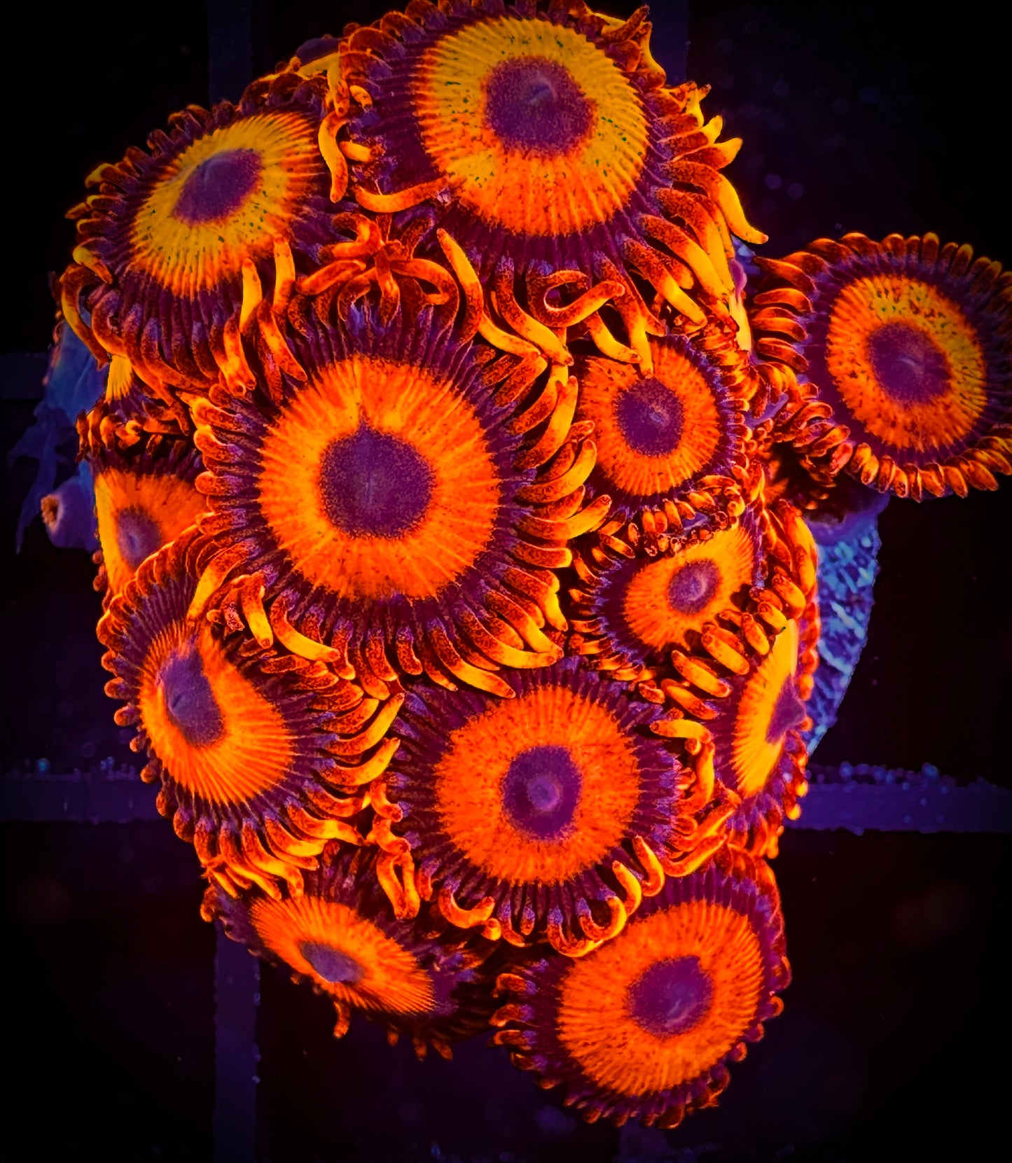 WYSIWYG CB Orange Hornets AKA Oxides Zoanthids 11E4