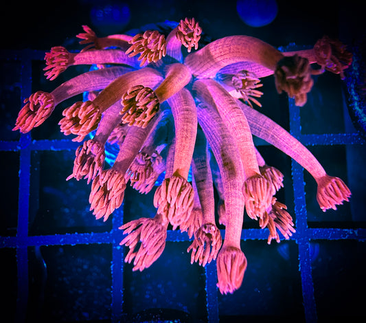 WYSIWYG Hot Pink Goniopora 11E4