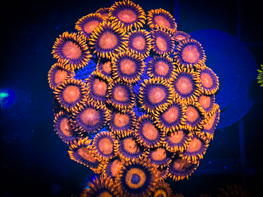 WYSIWYG Bam Bams Zoanthids Mini Colony 11F1
