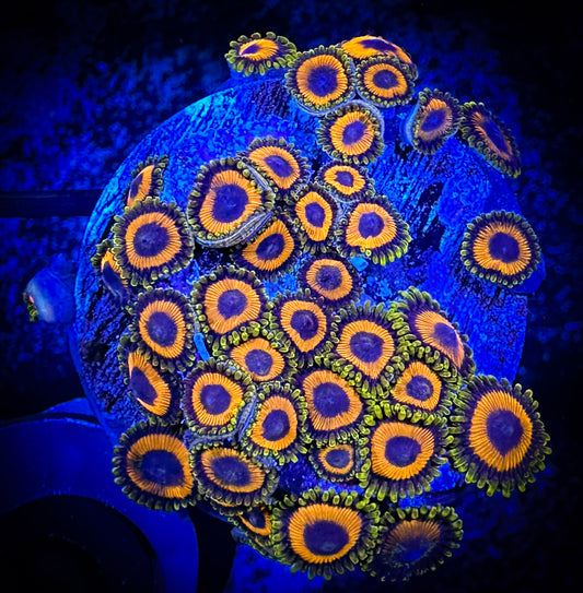 WYSIWYG JF Jungle Juice Zoanthids 06F3