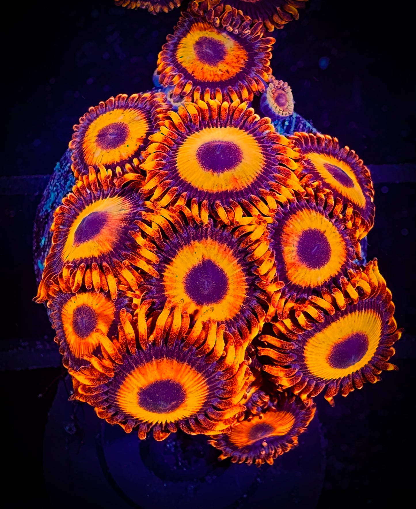 WYSIWYG CB Orange Hornets AKA Oxides Zoanthids 11F1