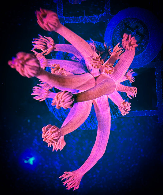WYSIWYG Hot Pink Goniopora 11F1
