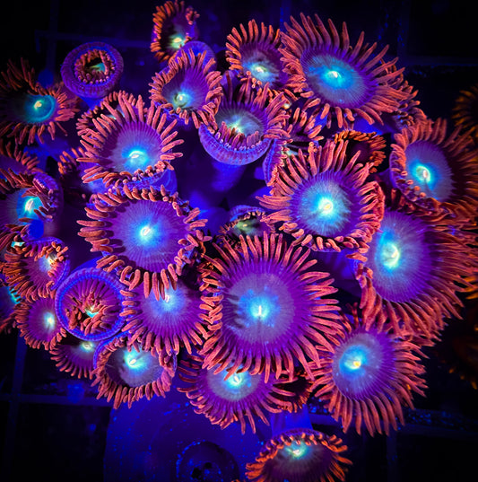 WYSIWYG CB Punk Rockers Zoanthids Colony 06E1