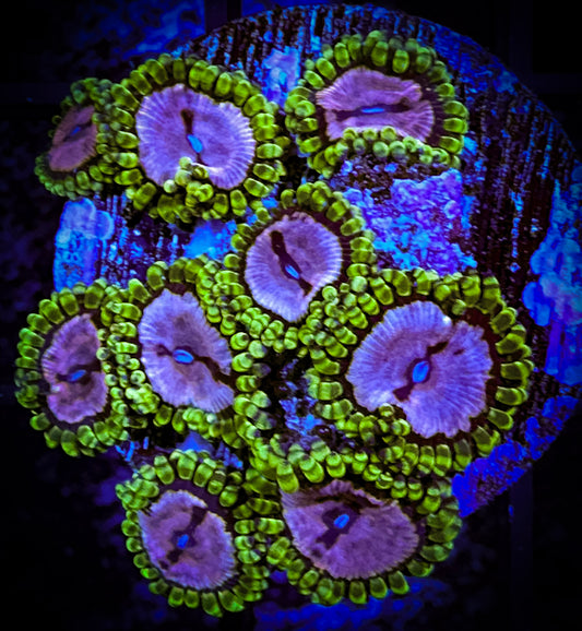 WYSIWYG WWC Purple Monsters Zoanthids 11F2