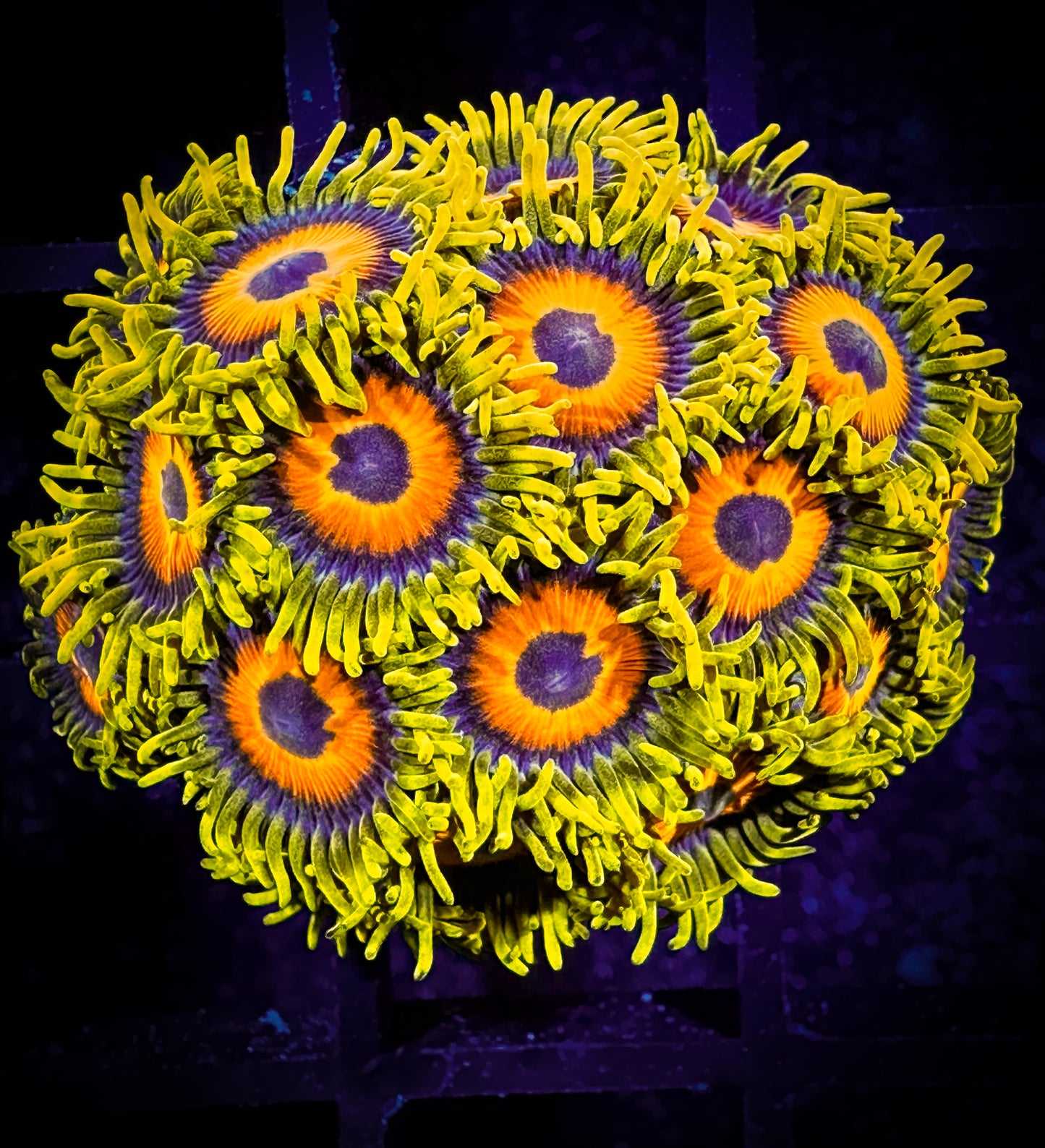 WYSIWYG Super Sunflower Zoanthids Mini Colony 11F2