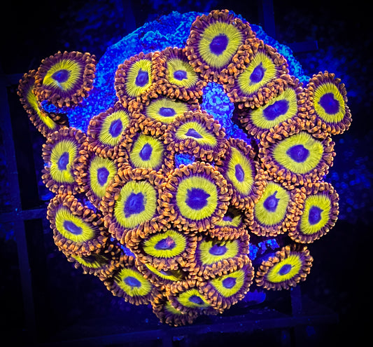 WYSIWYG Fruitloops Zoanthids Large Frag 03B1