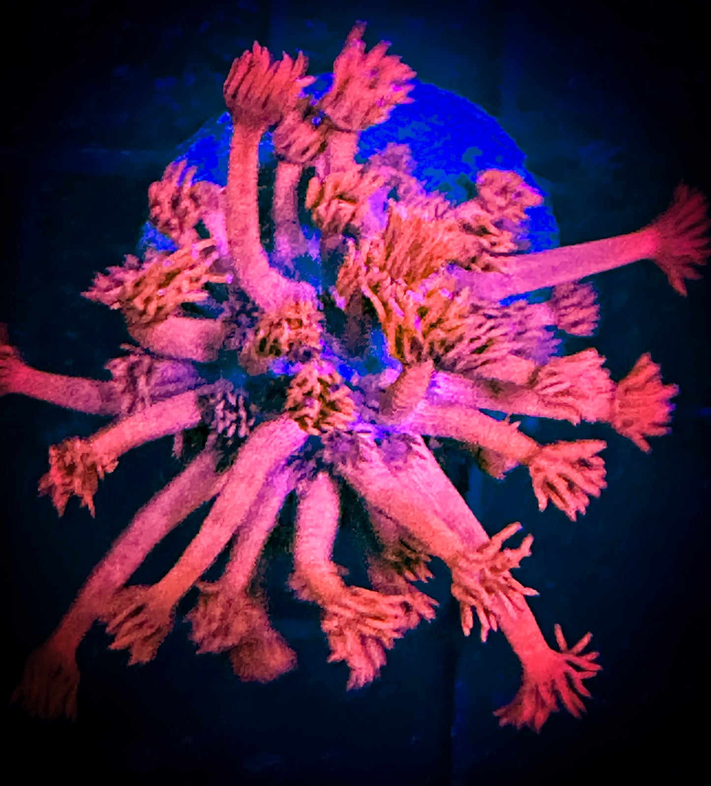 WYSIWYG Hot Pink Goniopora 11F3