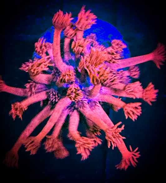 WYSIWYG Hot Pink Goniopora 11F3
