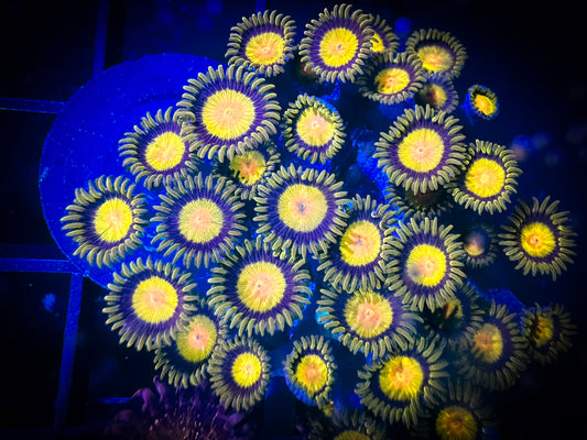 WYSIWYG CC Tutti Fruity Zoanthids Colony 01D4