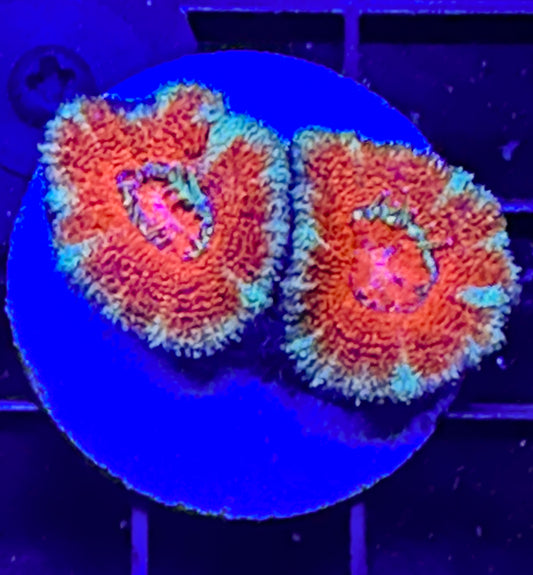 WYSIWYG Ultra Acan (Micromussa)