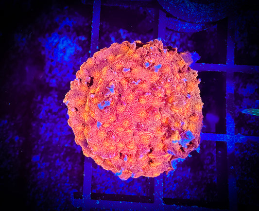 WYSIWYG Solar Flare Cyphastrea 07A2