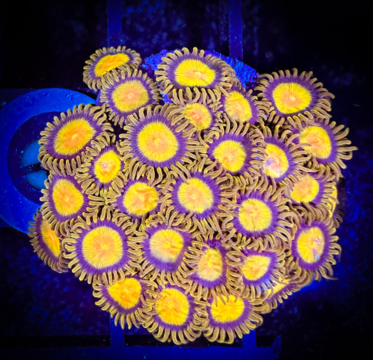 WYSIWYG CC Tutti Fruity Zoanthids Colony 05F4