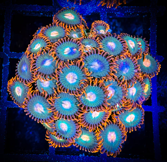 WYSIWYG Gatorade Zoanthids Large Frag 05F2