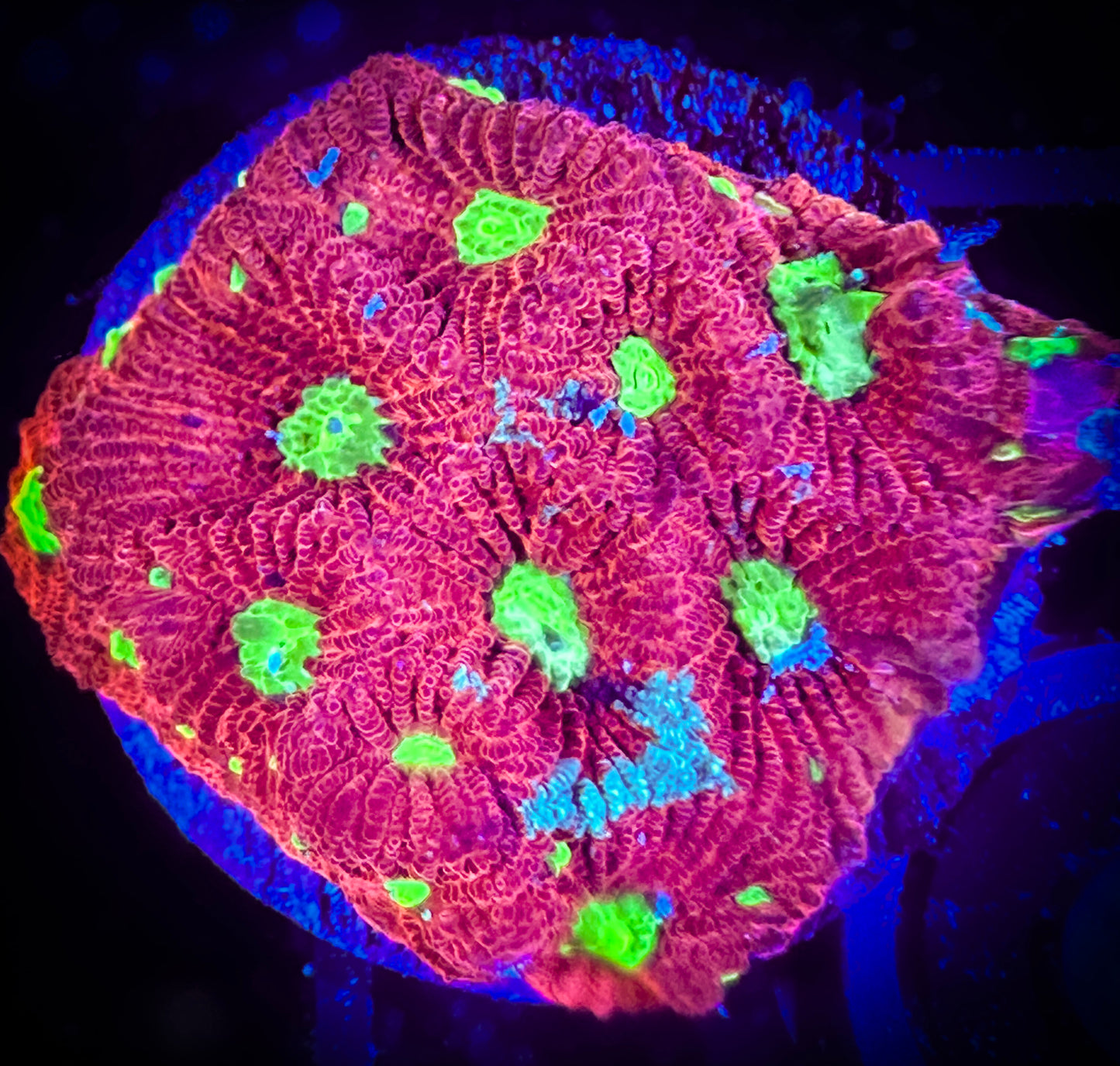 WYSIWYG Bright Eyed War Coral (Favities) 19A1