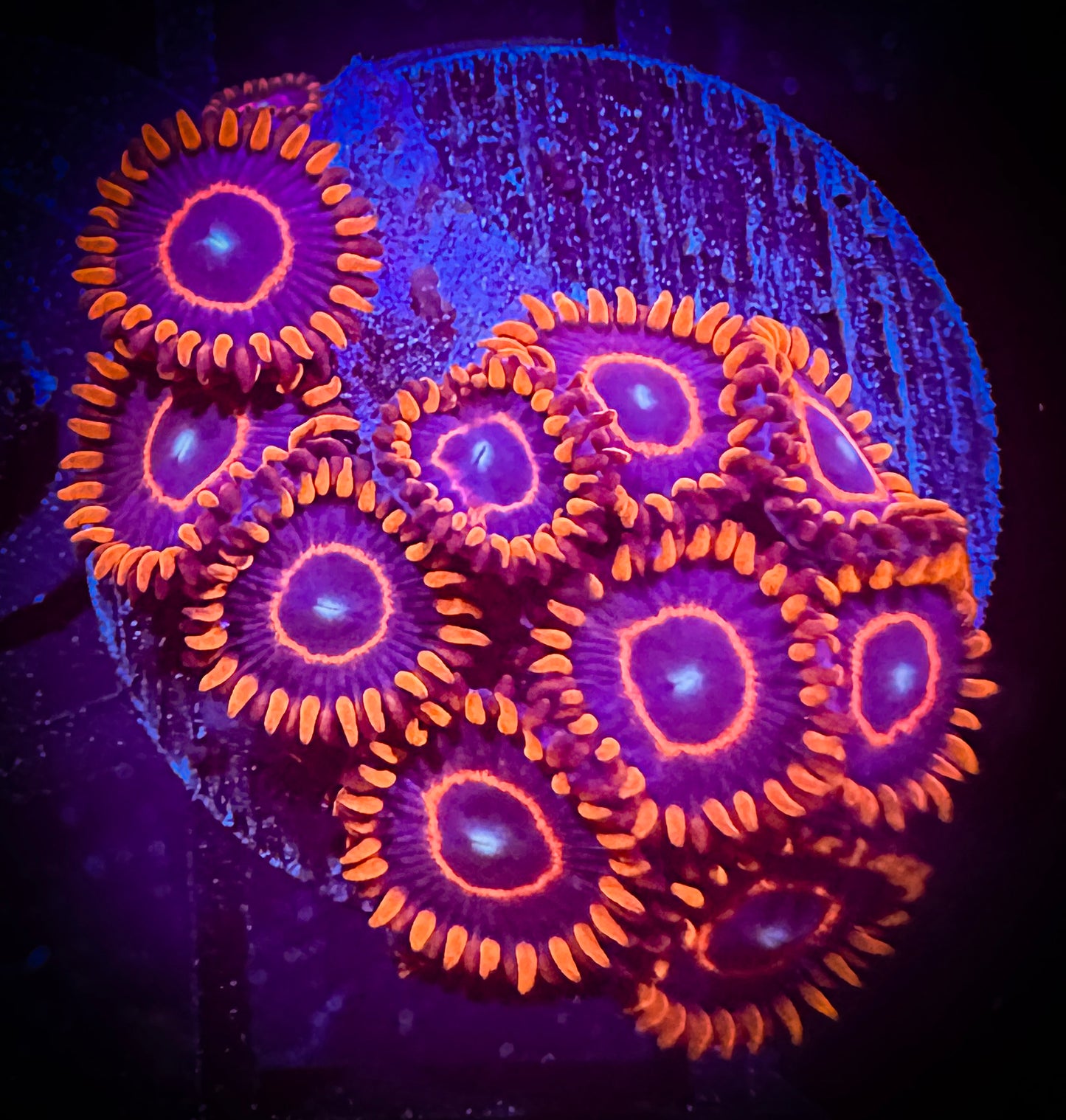 Red Hornets Zoanthids