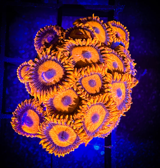 WYSIWYG CB Orange Hornets AKA Oxides Zoanthids 04D2